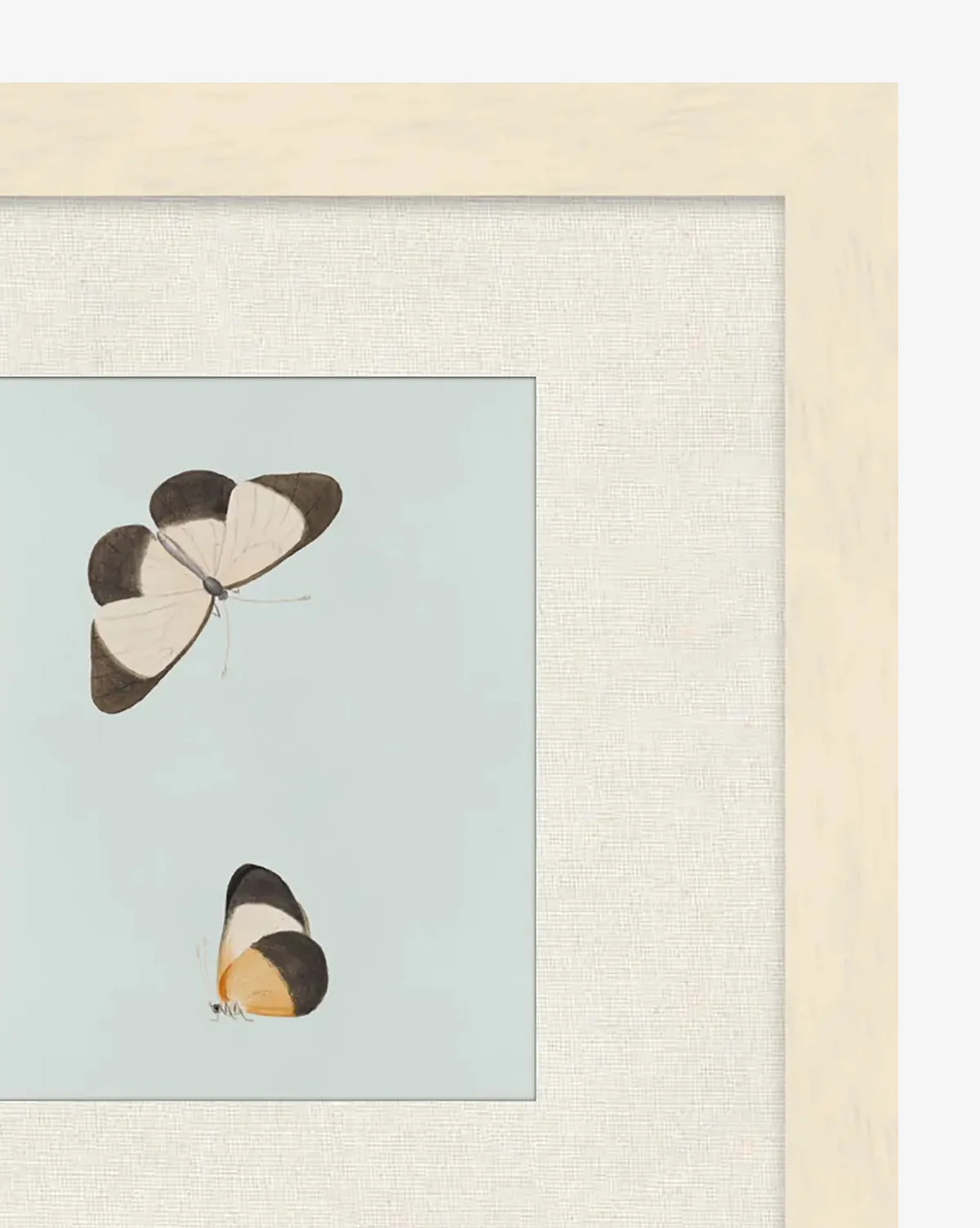 Butterflies Study I - Image 2