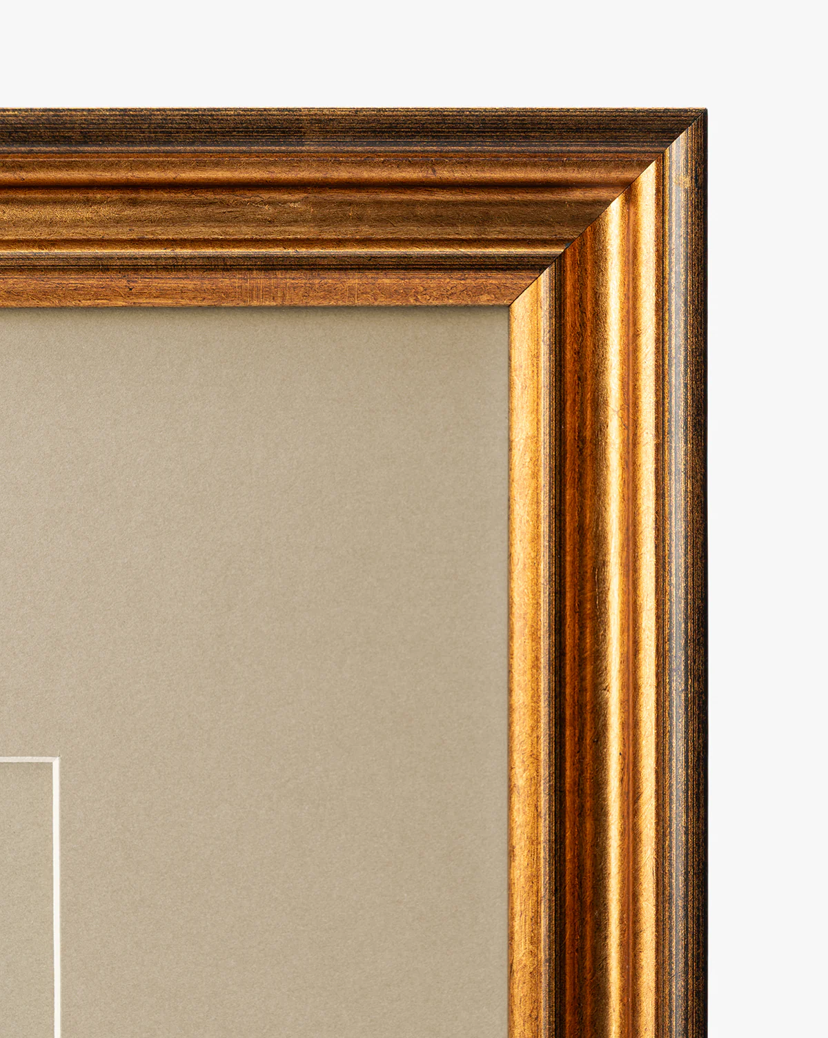 Conchology Study Triptych No. 1 - Image 4