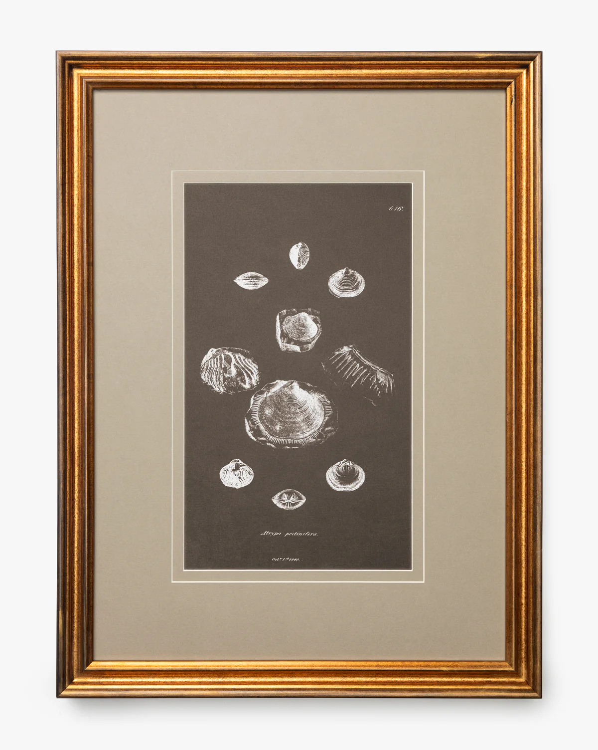 Conchology Study Triptych No. 2