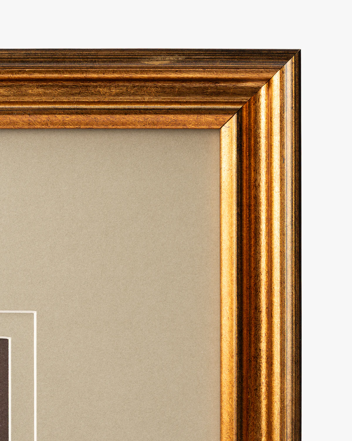 Conchology Study Triptych No. 2 - Image 4