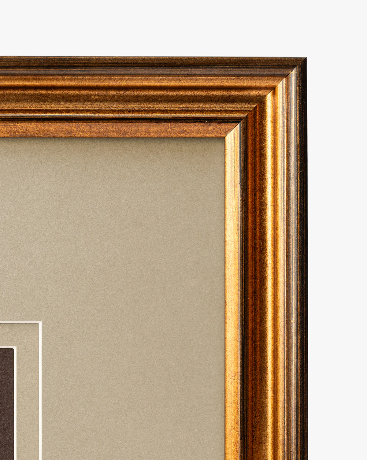 Conchology Study Triptych No. 3 - Image 3