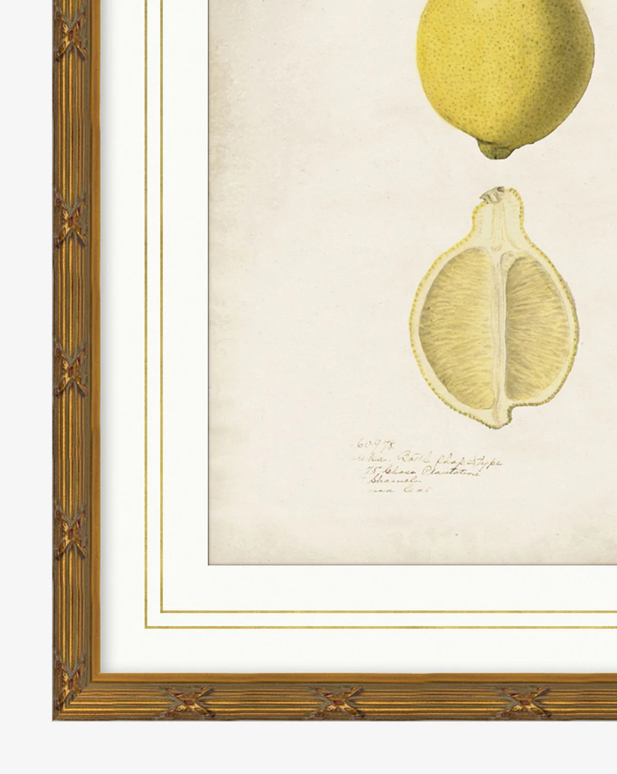 Lemon Study - Image 2