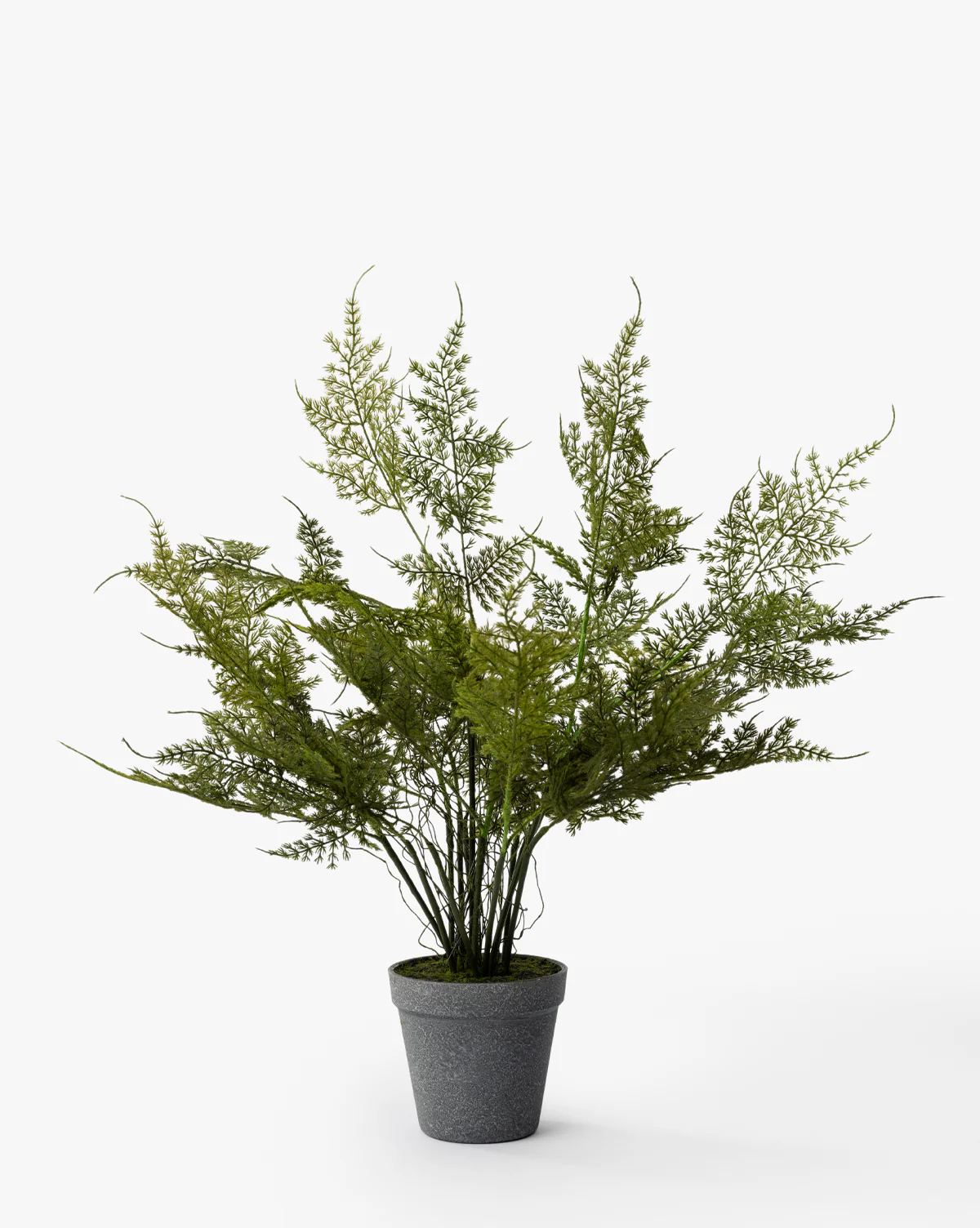 Plumosa Fern Drop-In - Image 5