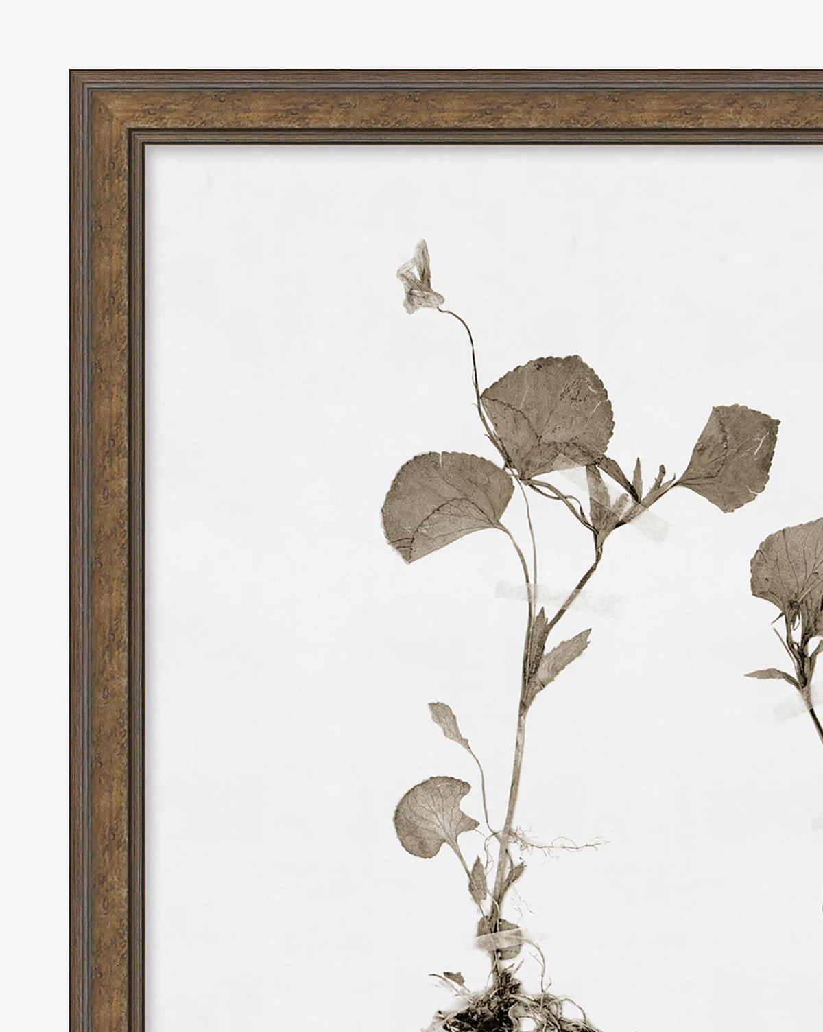 Subdued Botanicals II - Image 4